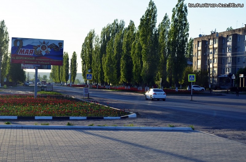 Клумба с тюльпанами на ул. Дорожная